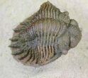 Top Quality Acanthopyge (Lobopyge) Trilobite #21234-4